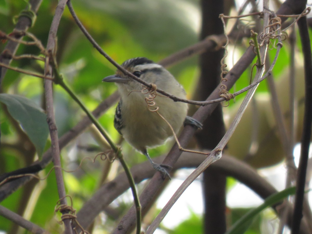 Black-capped Antwren - ML643648471