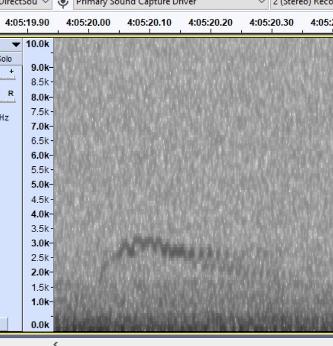 Catharus sp. - ML643648476