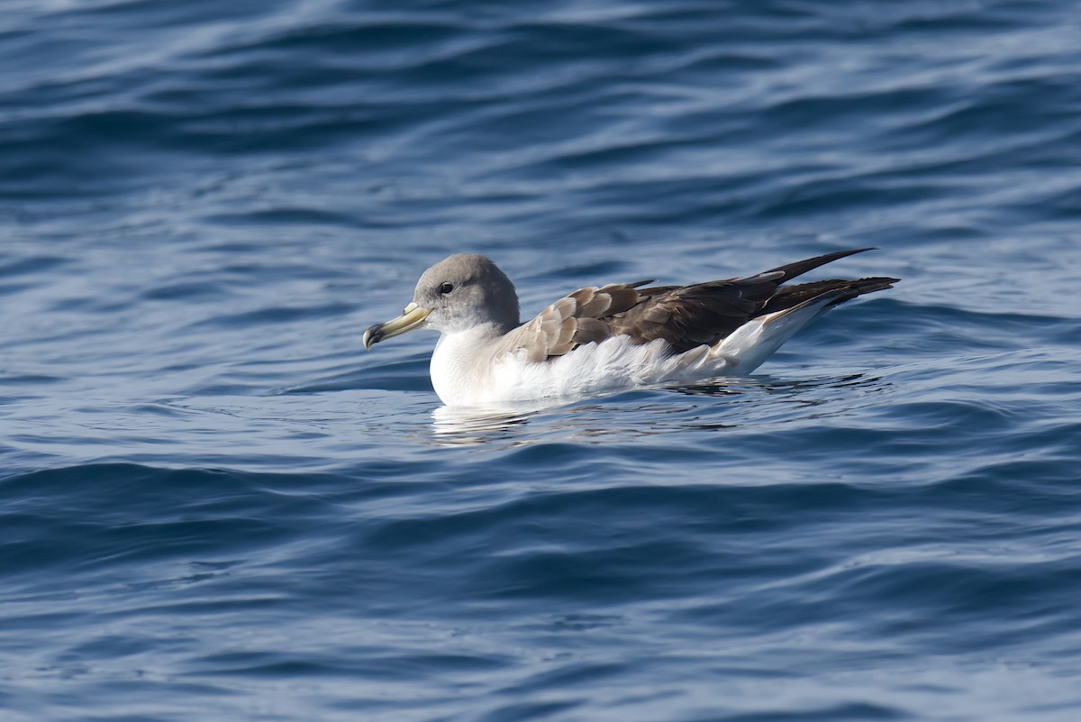 Cory's Shearwater - ML643648477