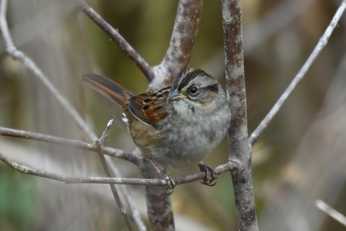 Swamp Sparrow - ML643648486