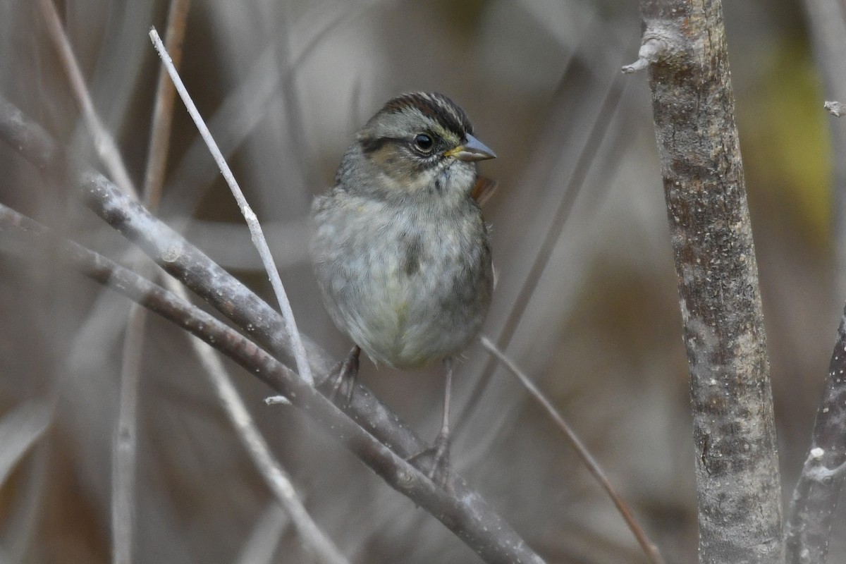 Swamp Sparrow - ML643648487