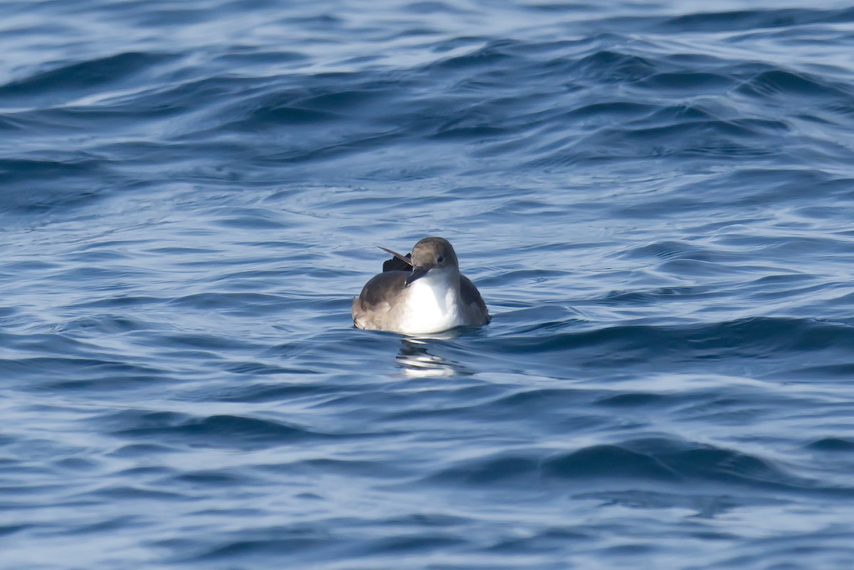 Balearic Shearwater - ML643648491