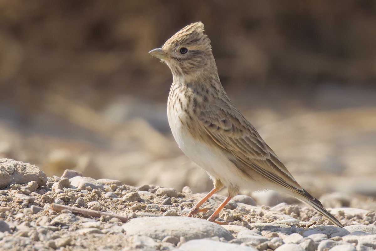 Turkestan Short-toed Lark - ML643648495