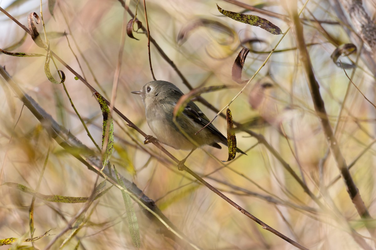 Ruby-crowned Kinglet - ML643648496