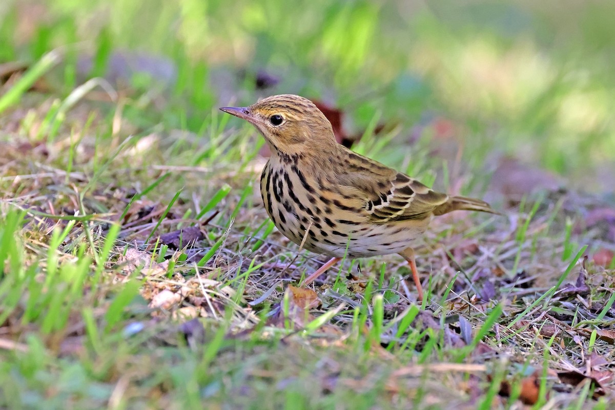 Pipit des arbres - ML643648516