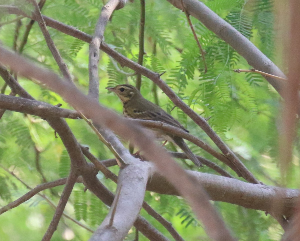 linduška olivová - ML643648517