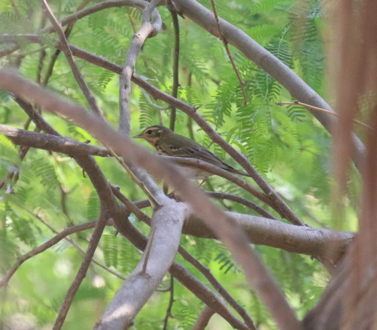 linduška olivová - ML643648518