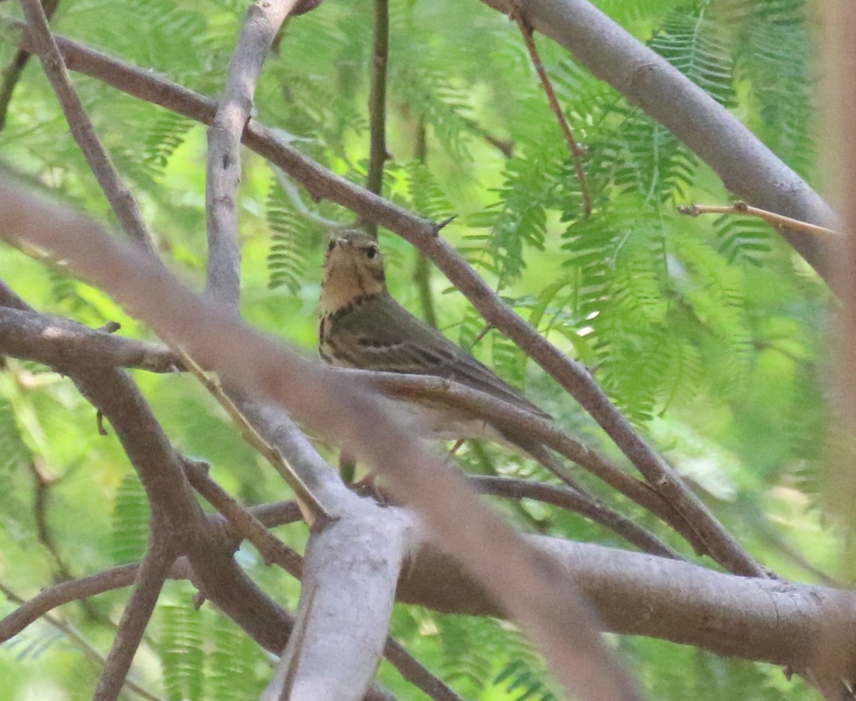 linduška olivová - ML643648519