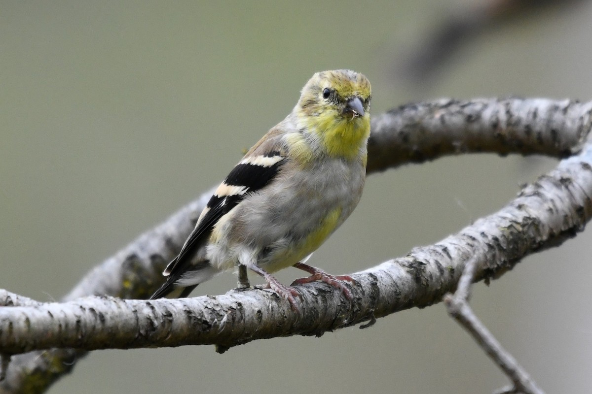 American Goldfinch - ML643648521