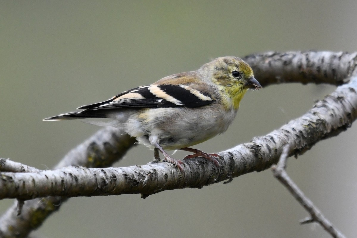 American Goldfinch - ML643648522