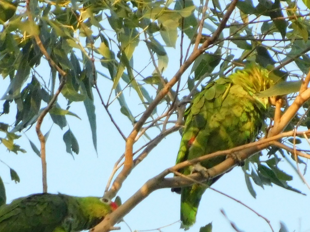 Red-lored Amazon - ML643648535