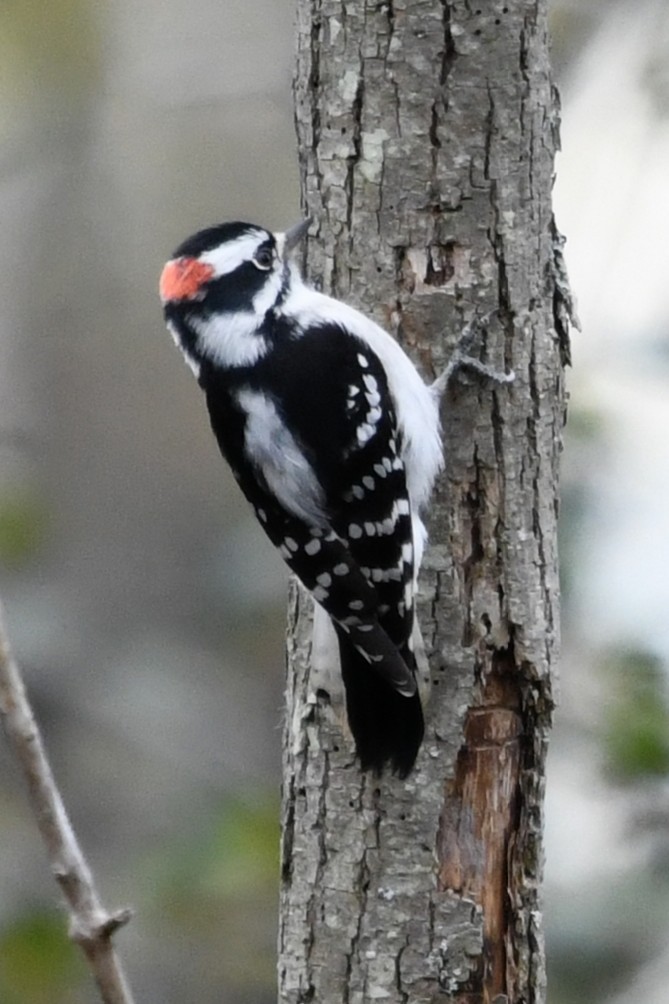 Downy Woodpecker (Eastern) - ML643648539