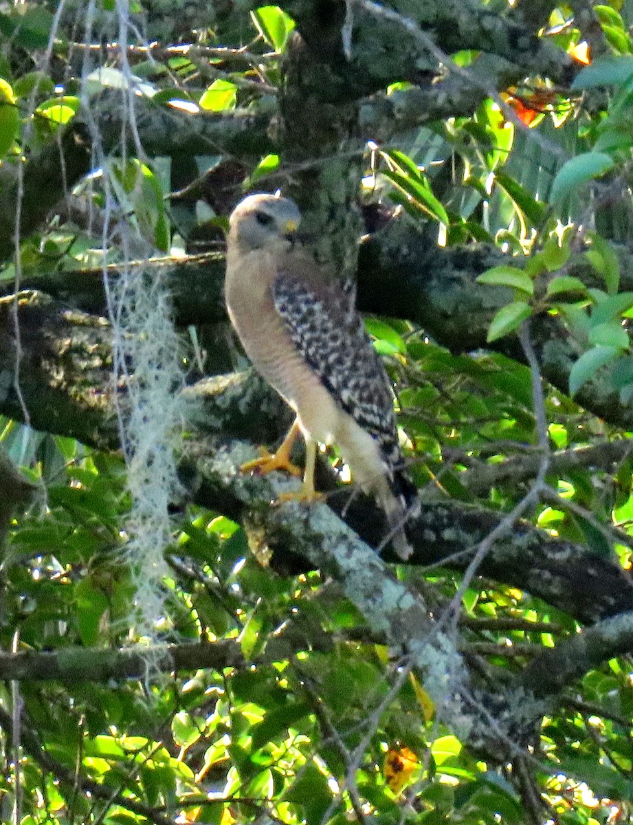Red-shouldered Hawk - ML643648540