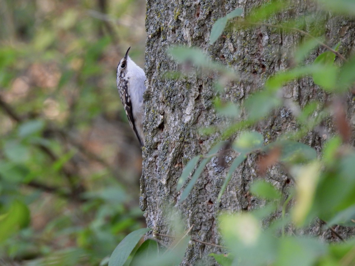 Brown Creeper - ML643648543