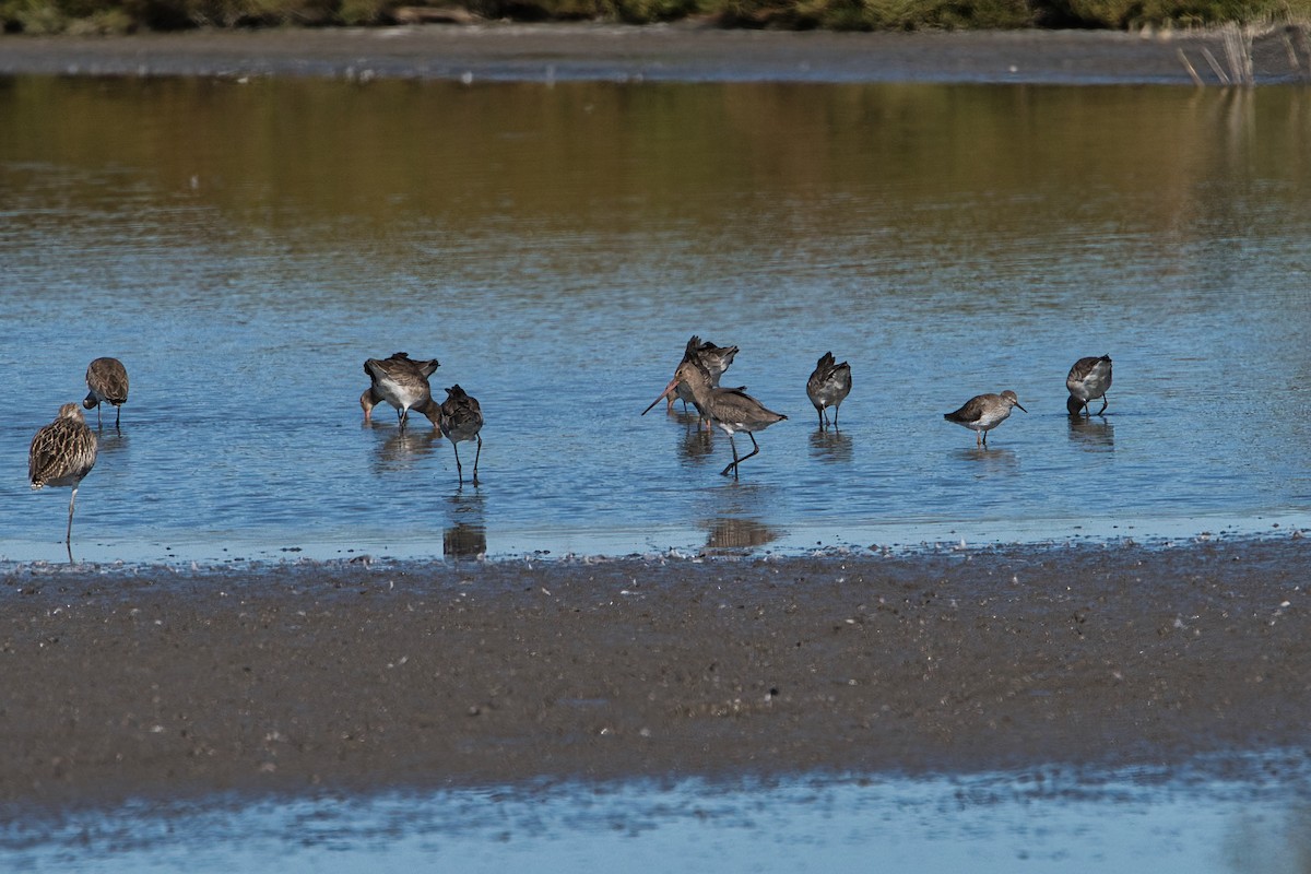 Black-tailed Godwit - ML643648544