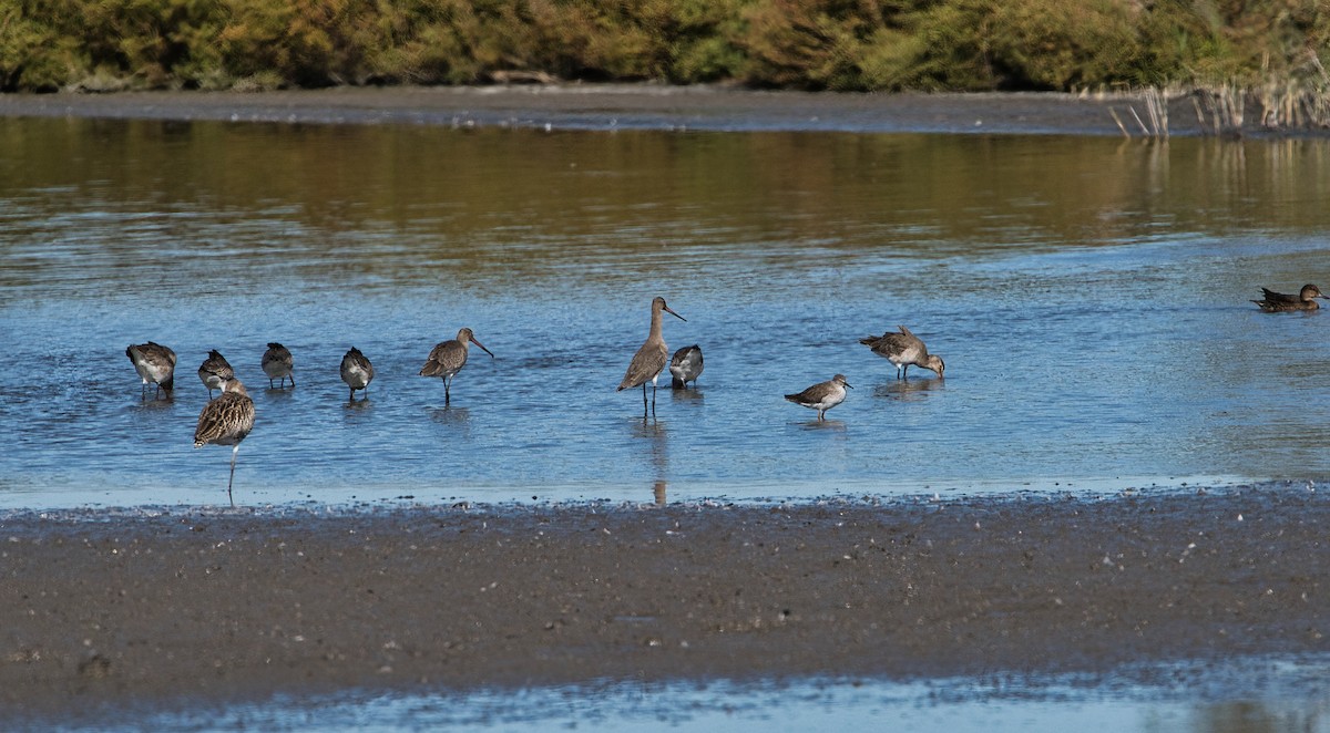 Black-tailed Godwit - ML643648545