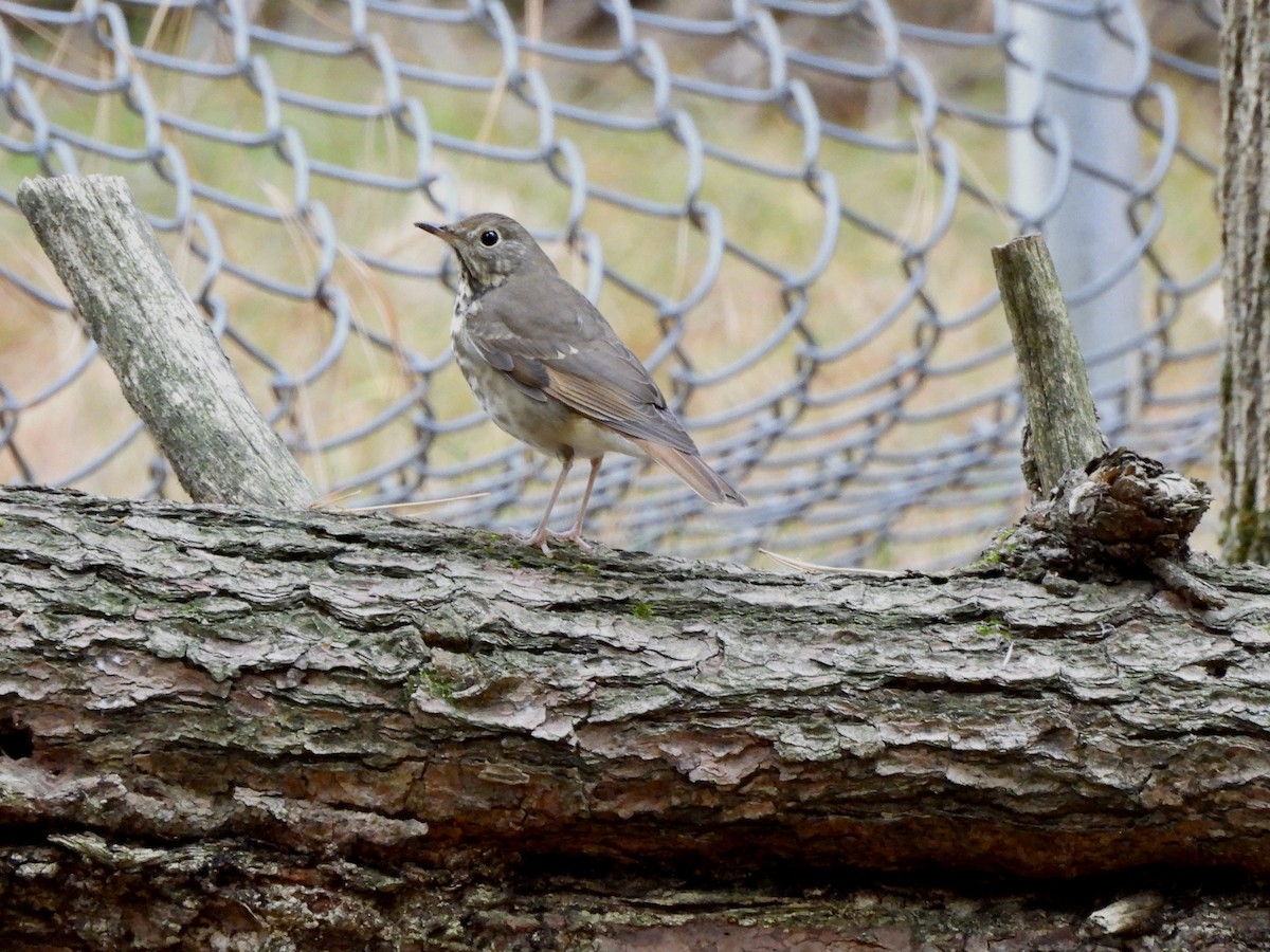 Hermit Thrush - ML643648546