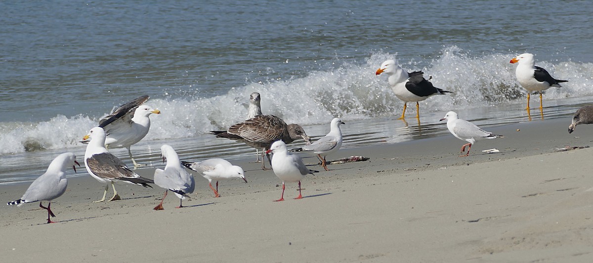 Silver Gull (Silver) - ML643648548