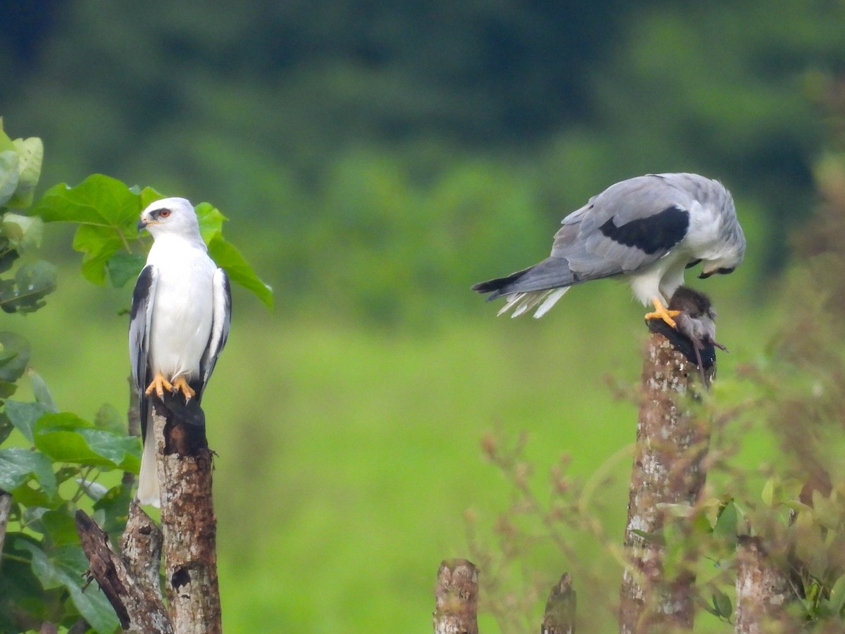 White-tailed Kite - ML643648549