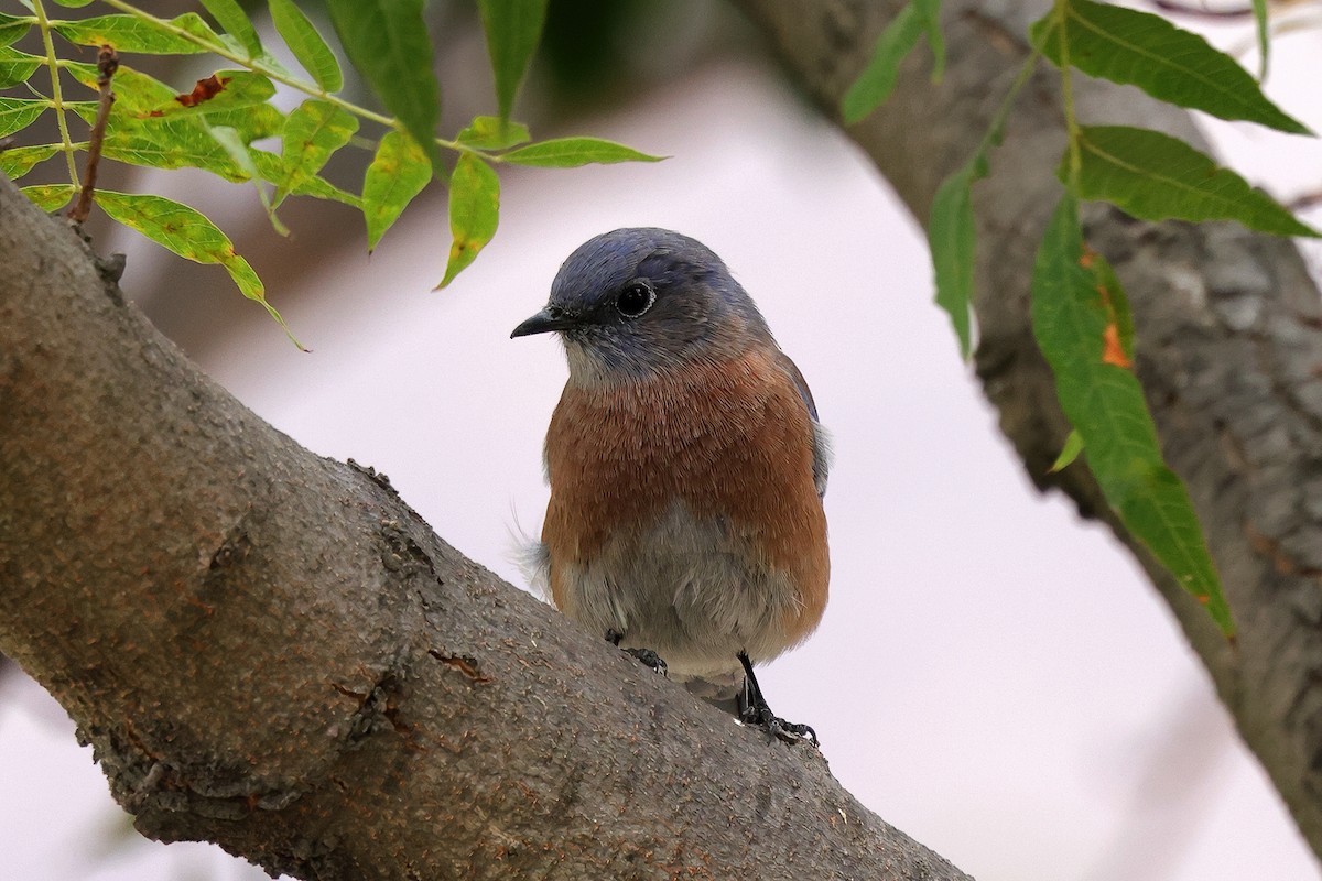 Western Bluebird - ML643648550