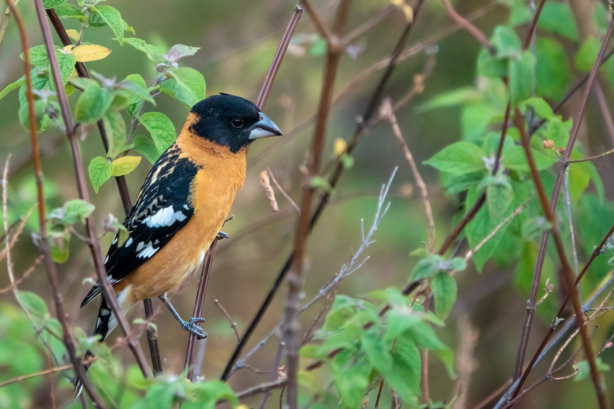 Black-headed Grosbeak - ML643648555