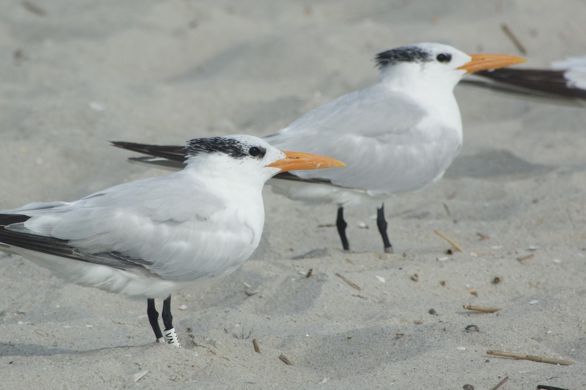 Royal Tern - ML643648556