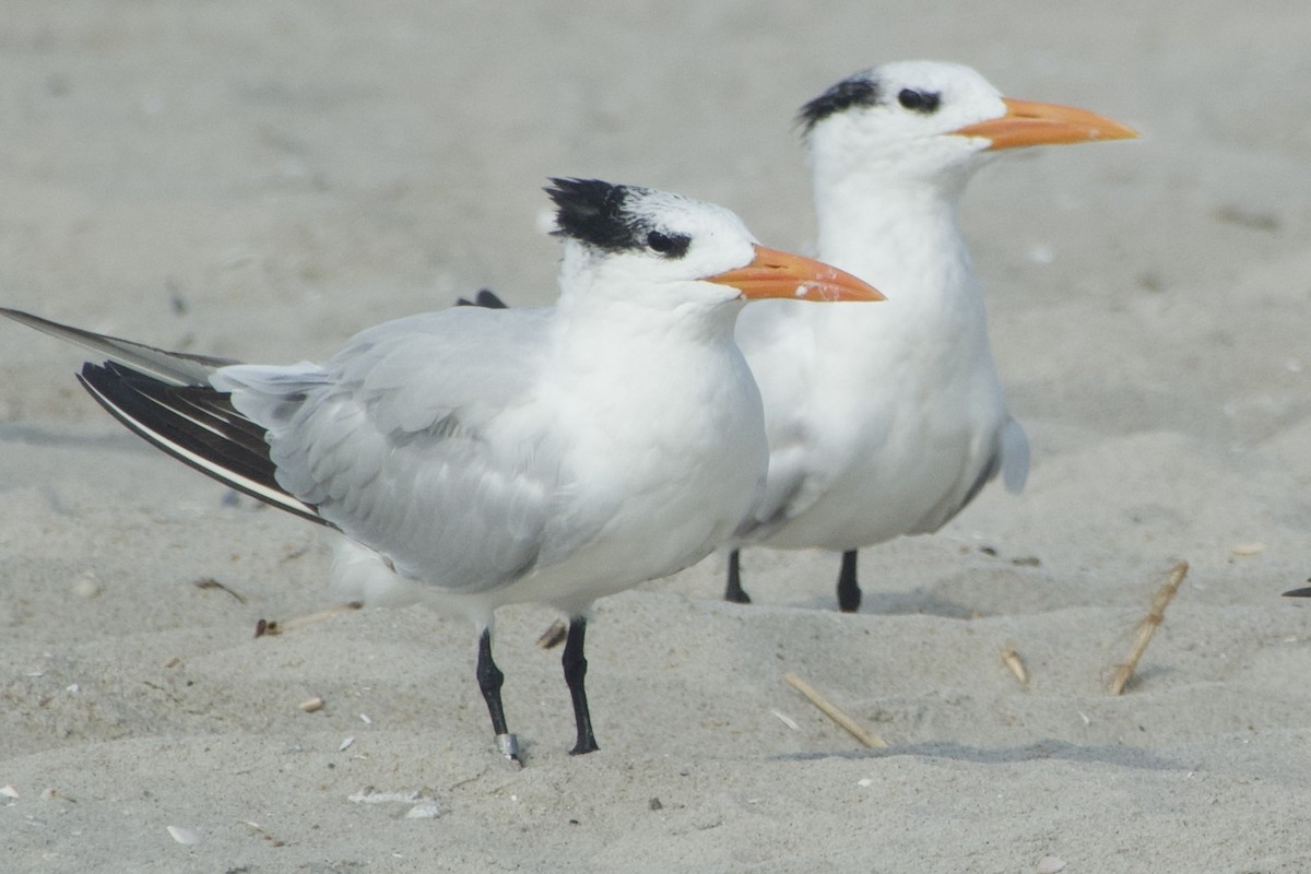 Royal Tern - ML643648557