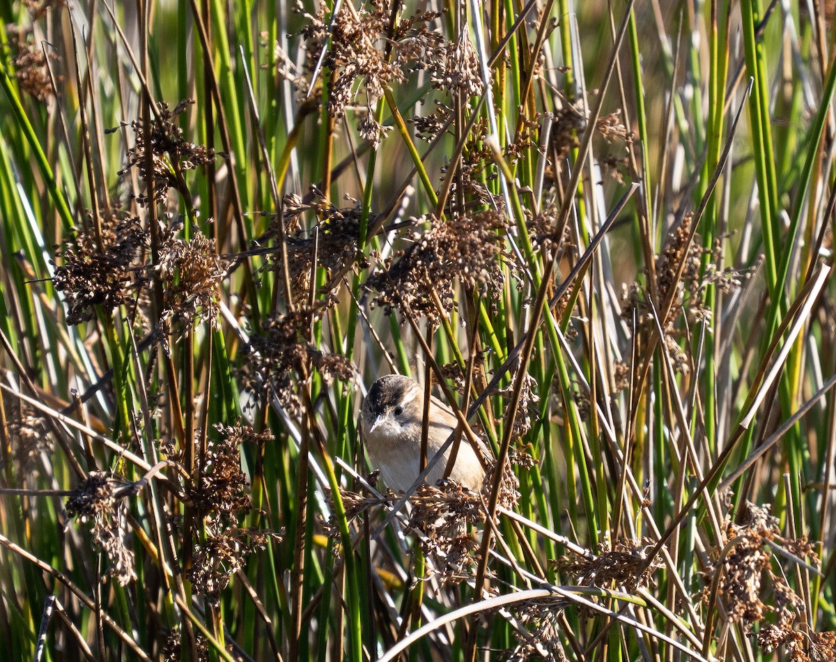 Marsh Wren - ML643648558