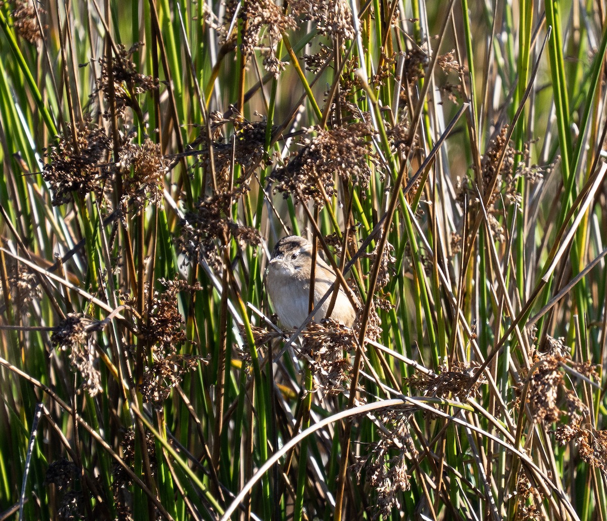 Marsh Wren - ML643648559