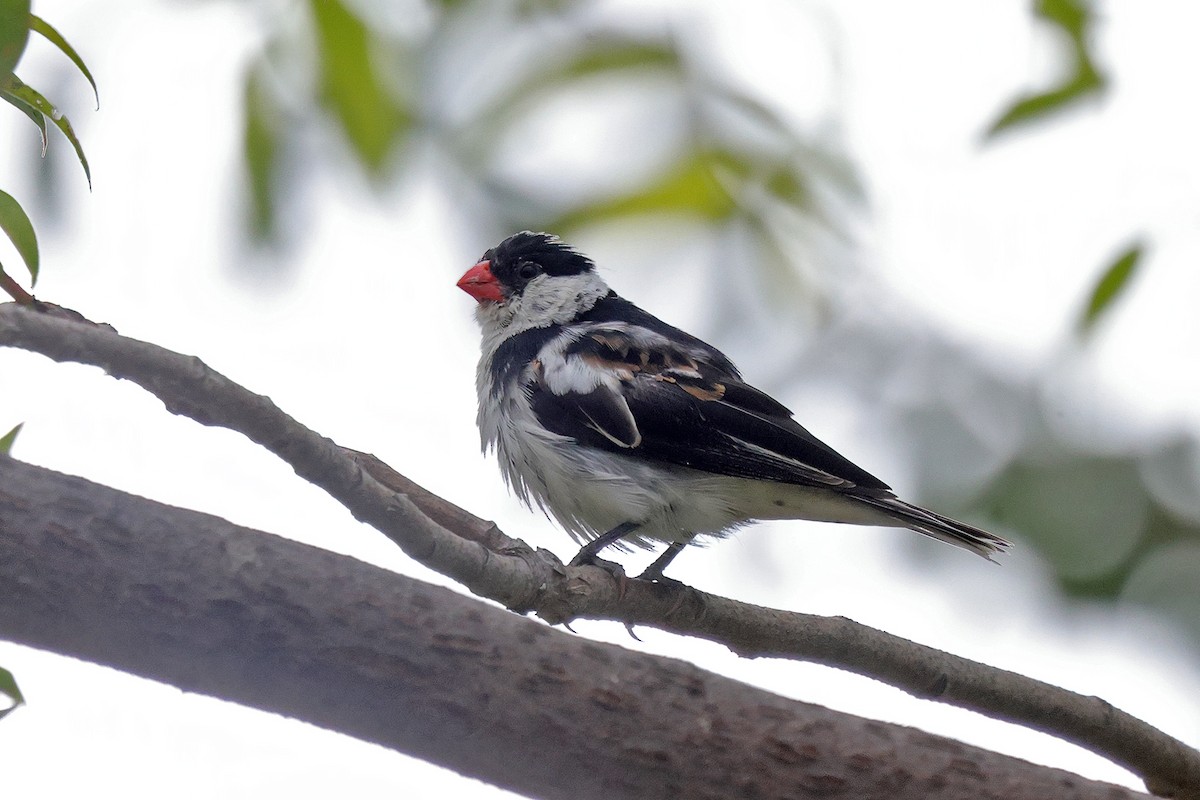 Pin-tailed Whydah - ML643648562