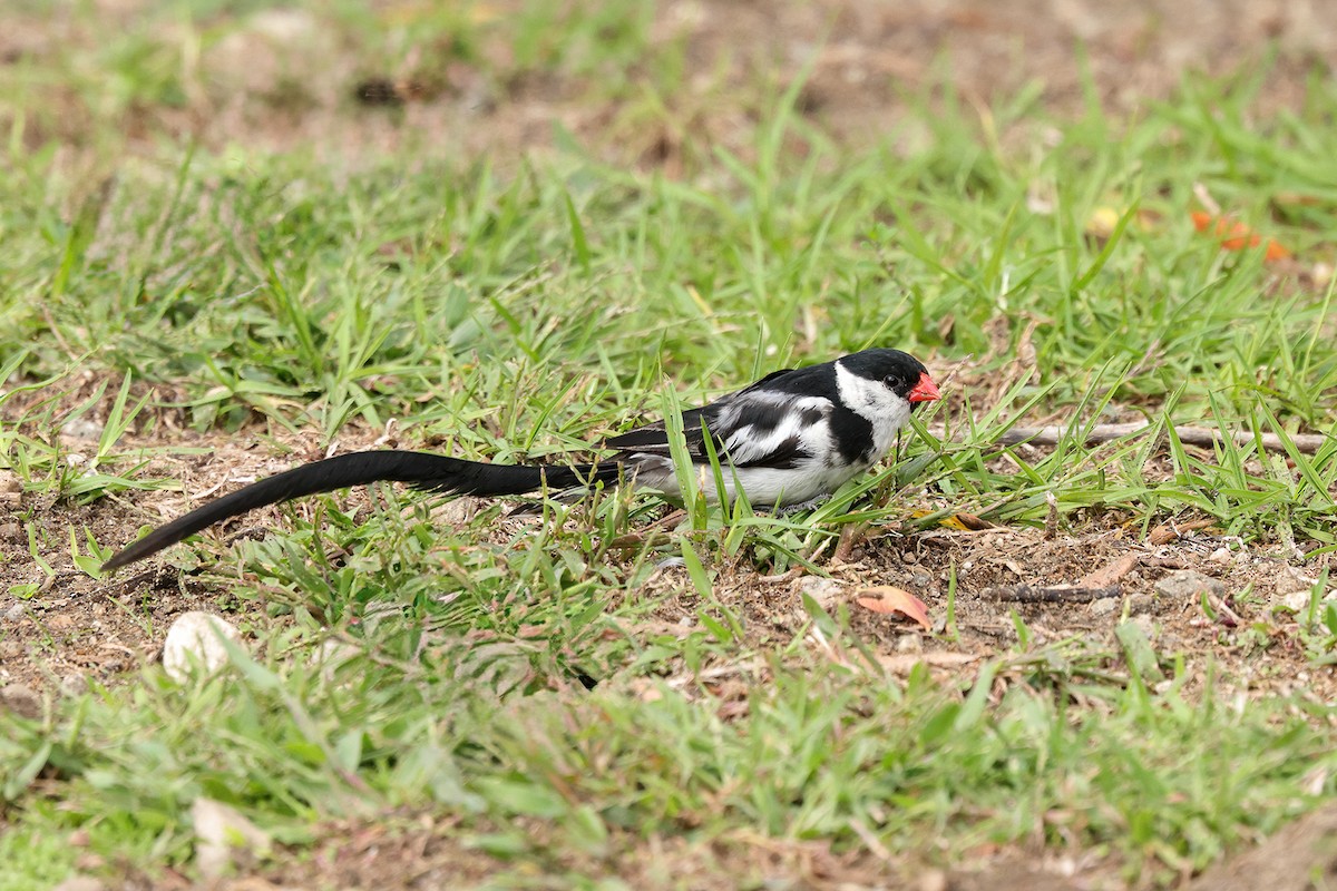 Pin-tailed Whydah - ML643648563