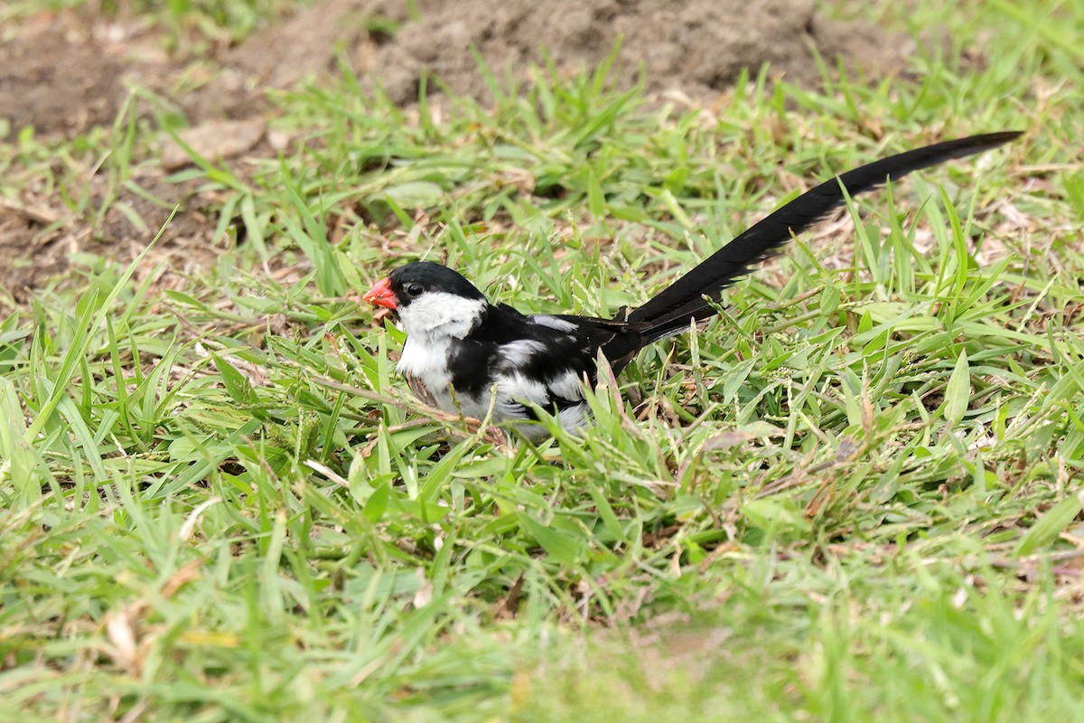 Pin-tailed Whydah - ML643648564
