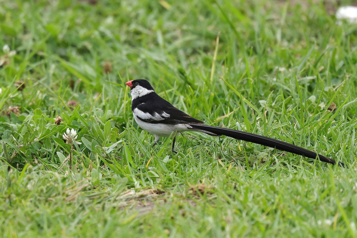 Pin-tailed Whydah - ML643648565