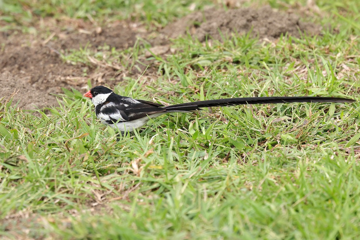 Pin-tailed Whydah - ML643648566