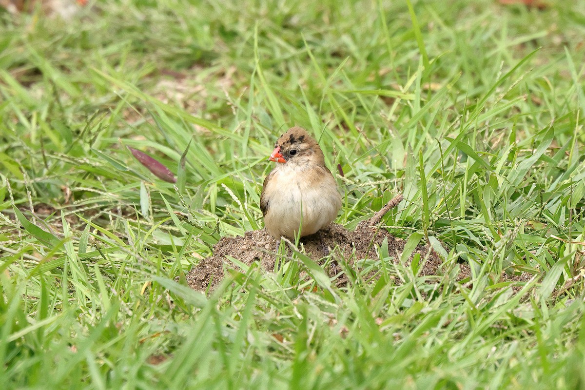 Pin-tailed Whydah - ML643648567