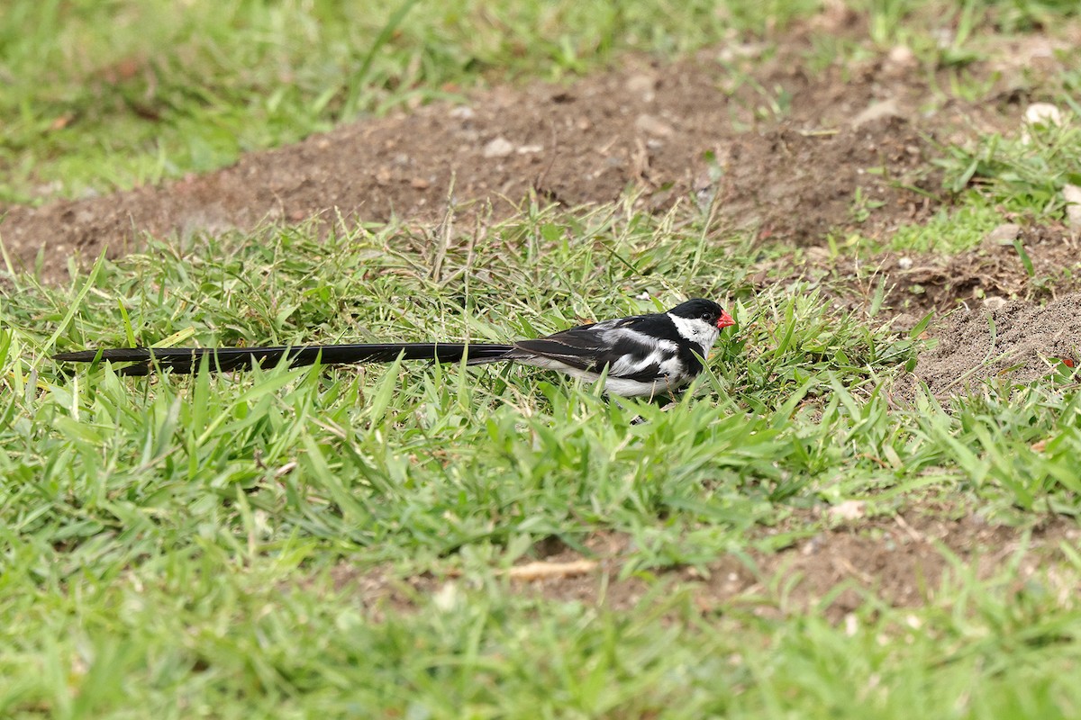 Pin-tailed Whydah - ML643648568
