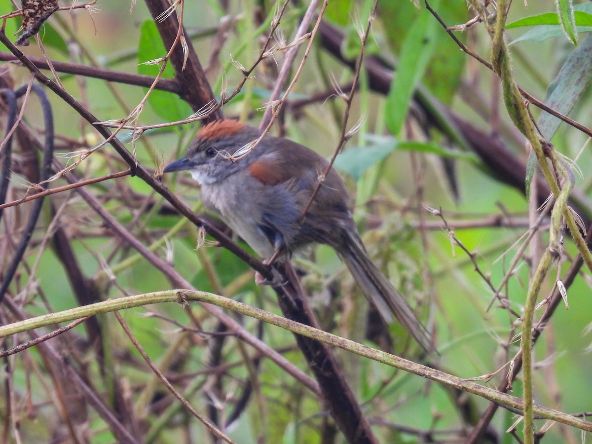 Pale-breasted Spinetail - ML643648572