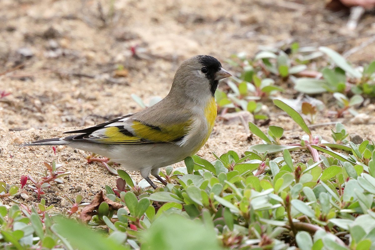 Lawrence's Goldfinch - ML643648574