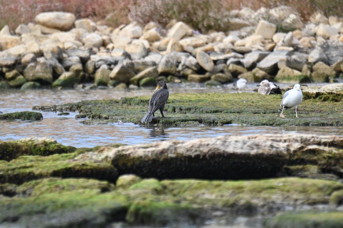Great Cormorant - ML643648575