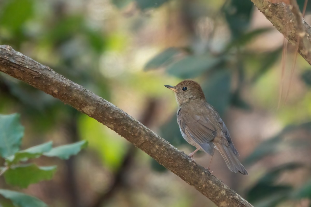 Russet Nightingale-Thrush - ML643648577