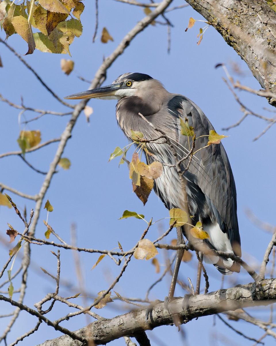 Great Blue Heron - ML643648584