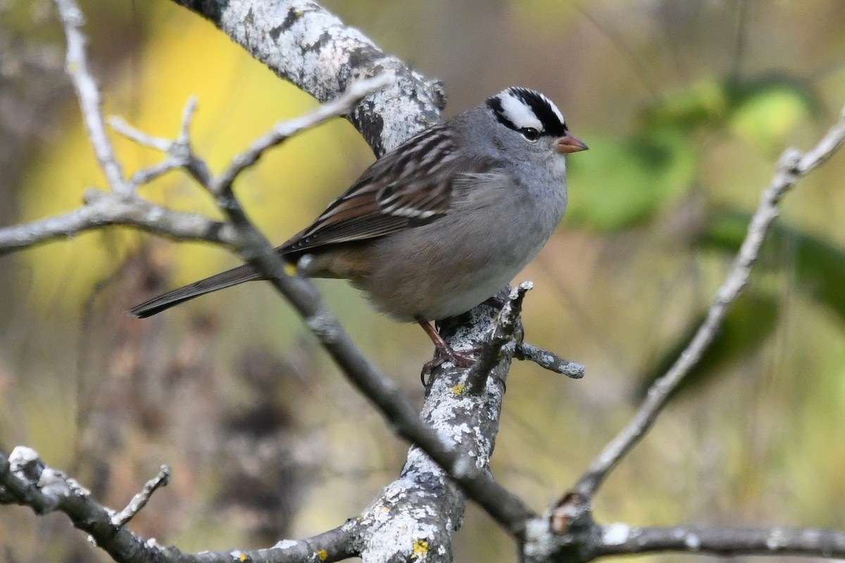 White-crowned Sparrow (leucophrys) - ML643648592