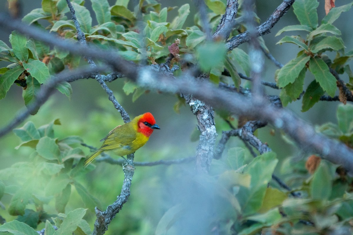 Red-headed Tanager - ML643648604