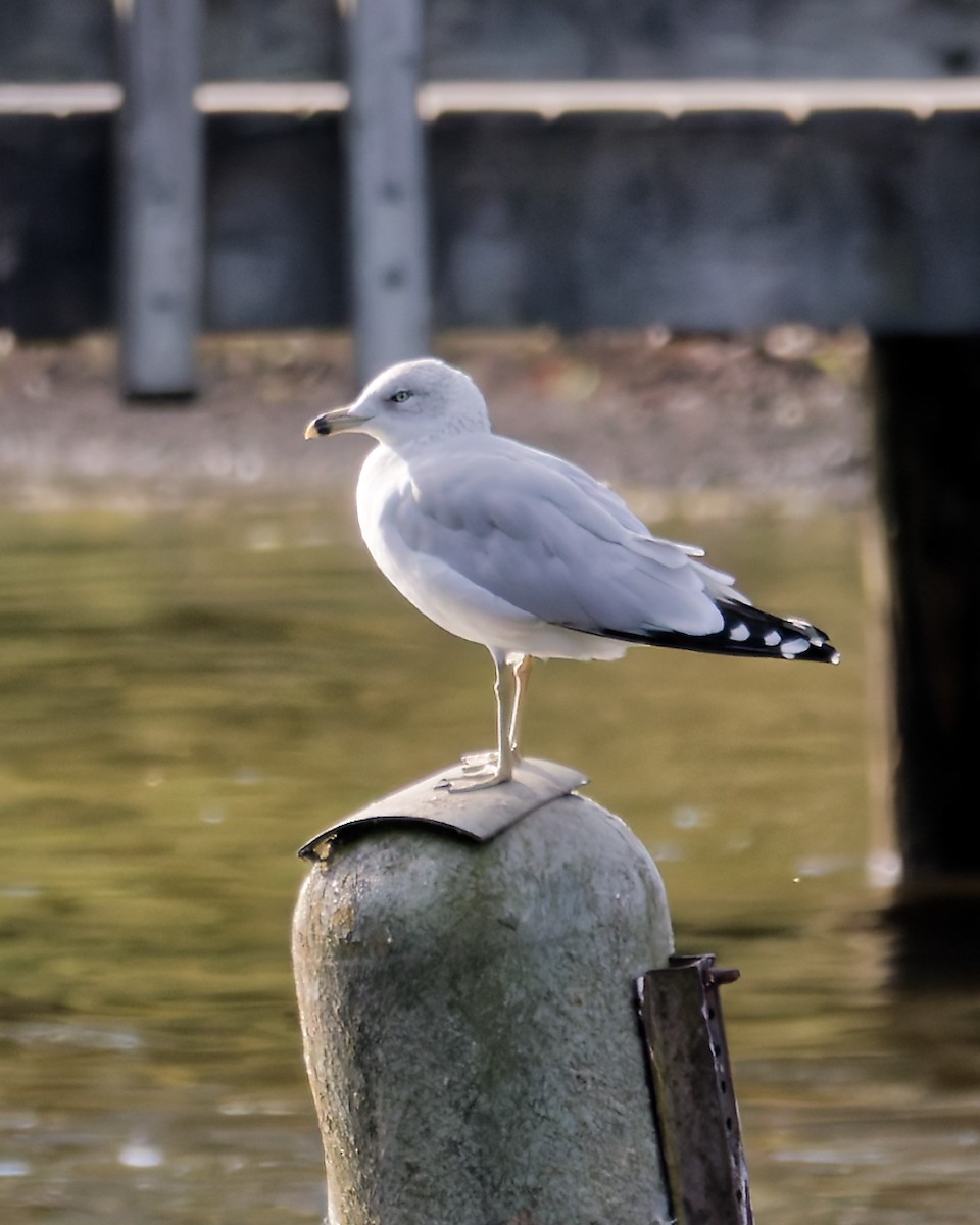 Ring-billed Gull - ML643648607