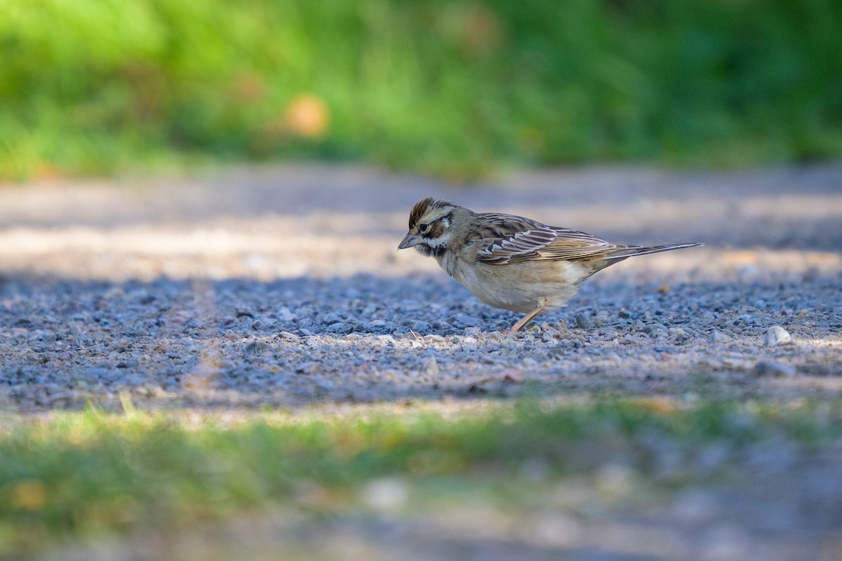 strnádka travní - ML643648608