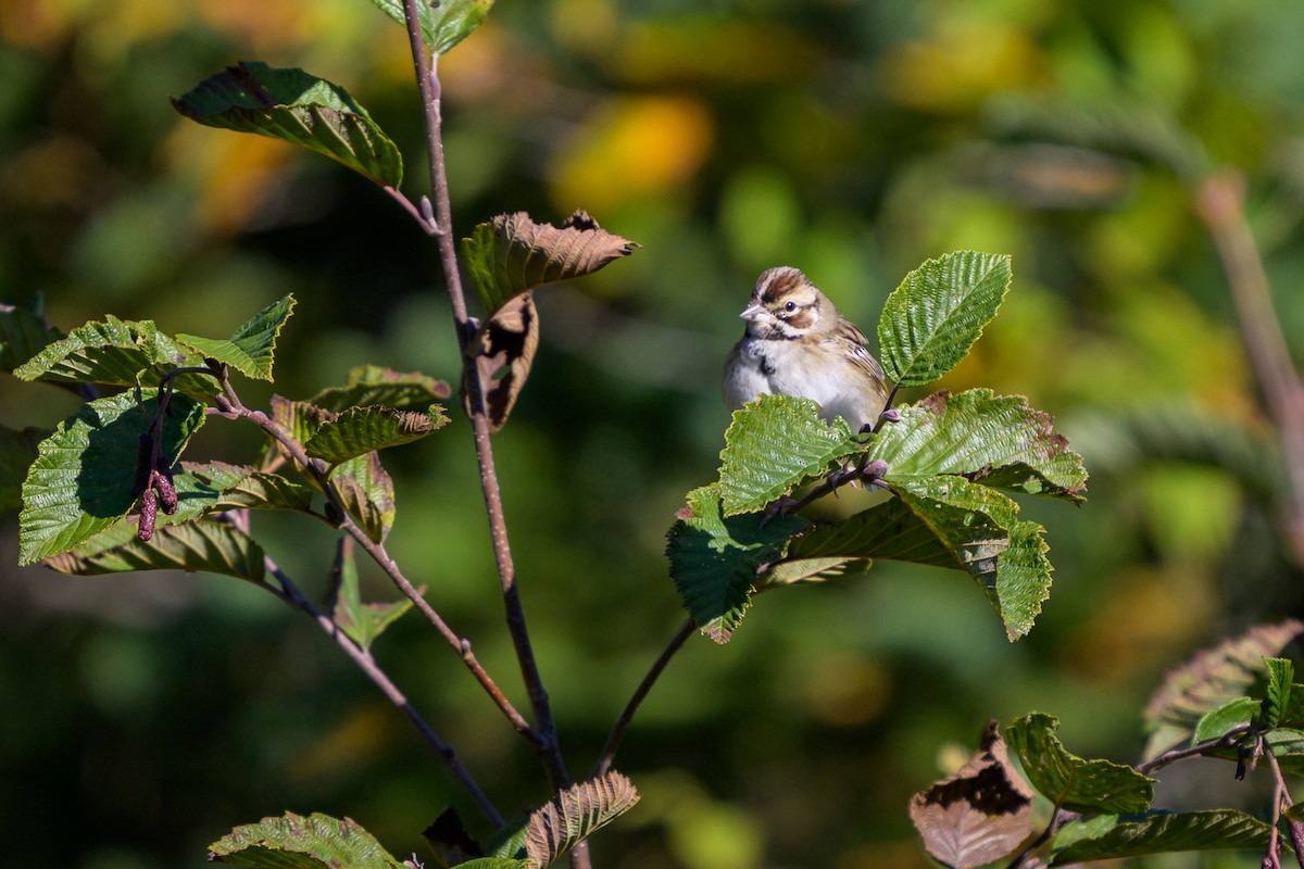 strnádka travní - ML643648609