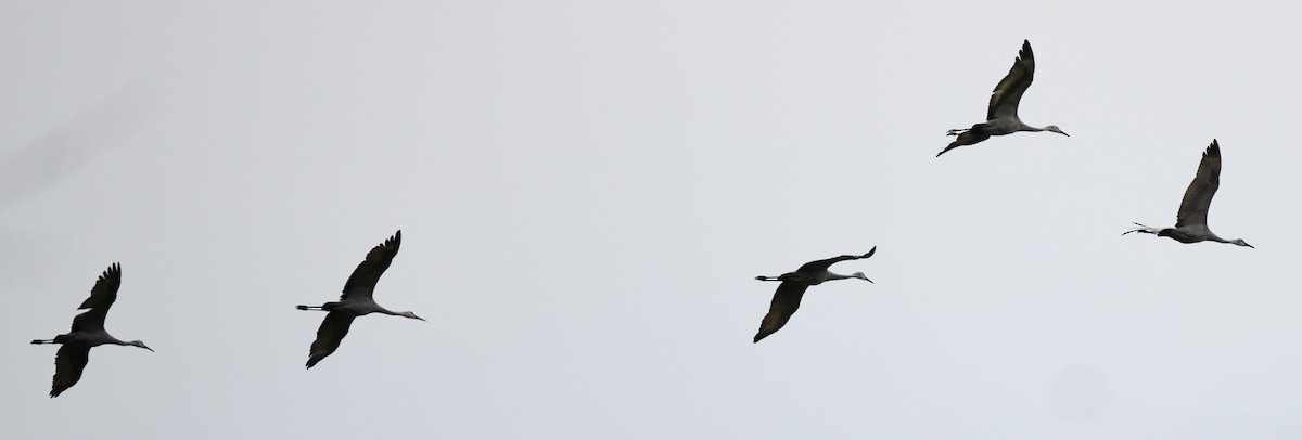 Sandhill Crane (Greater) - ML643648613
