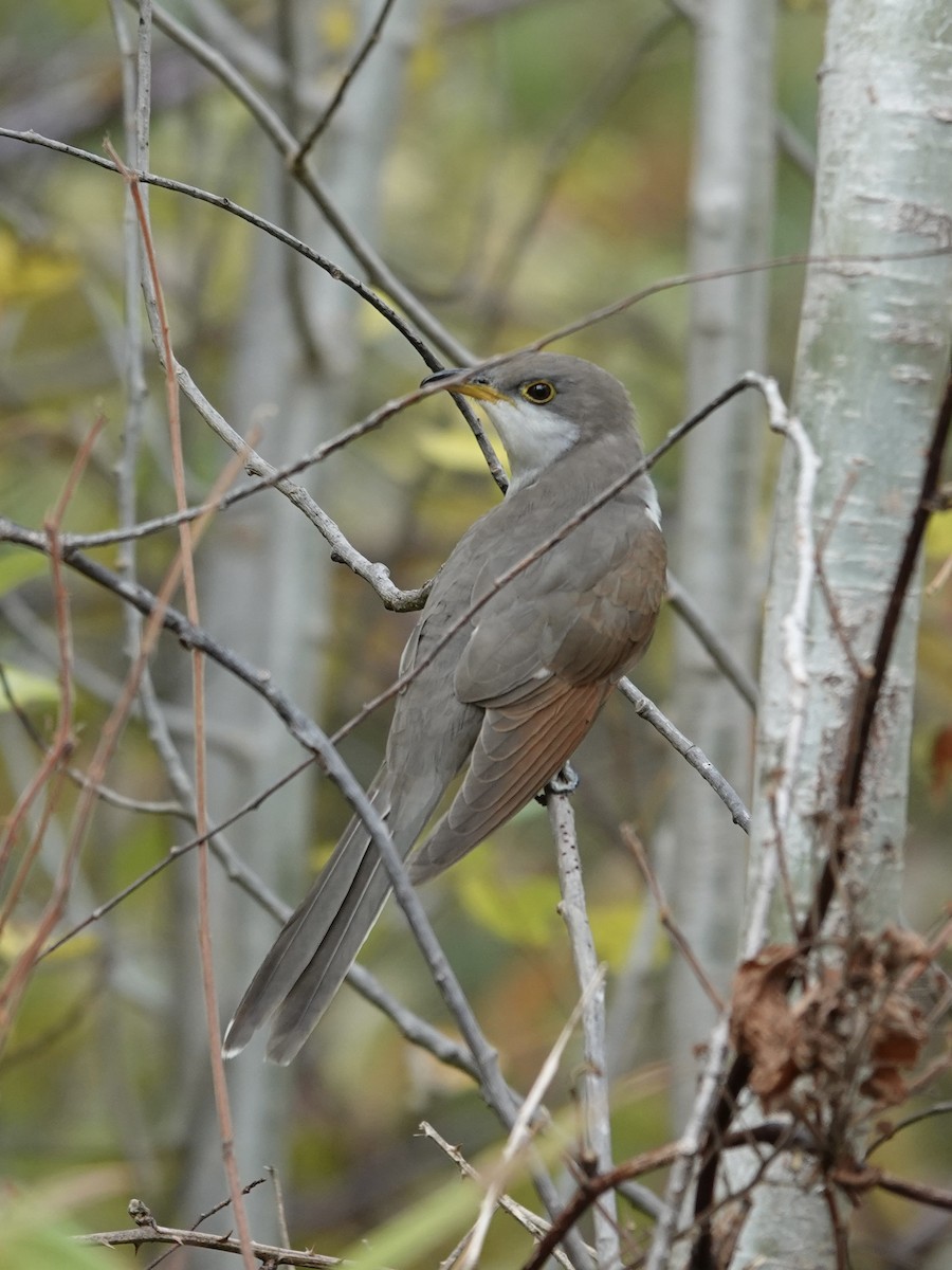 Yellow-billed Cuckoo - ML643648621