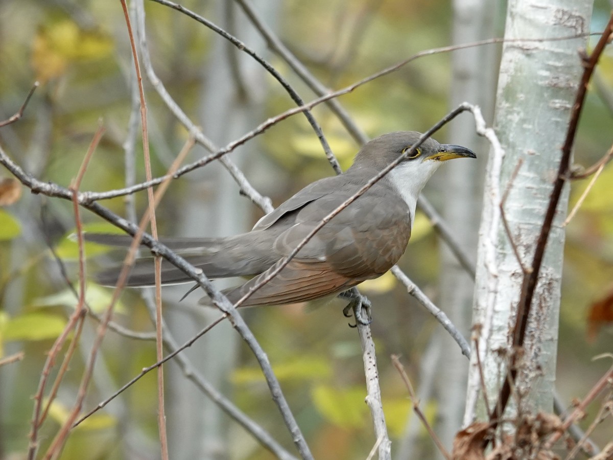 Yellow-billed Cuckoo - ML643648622