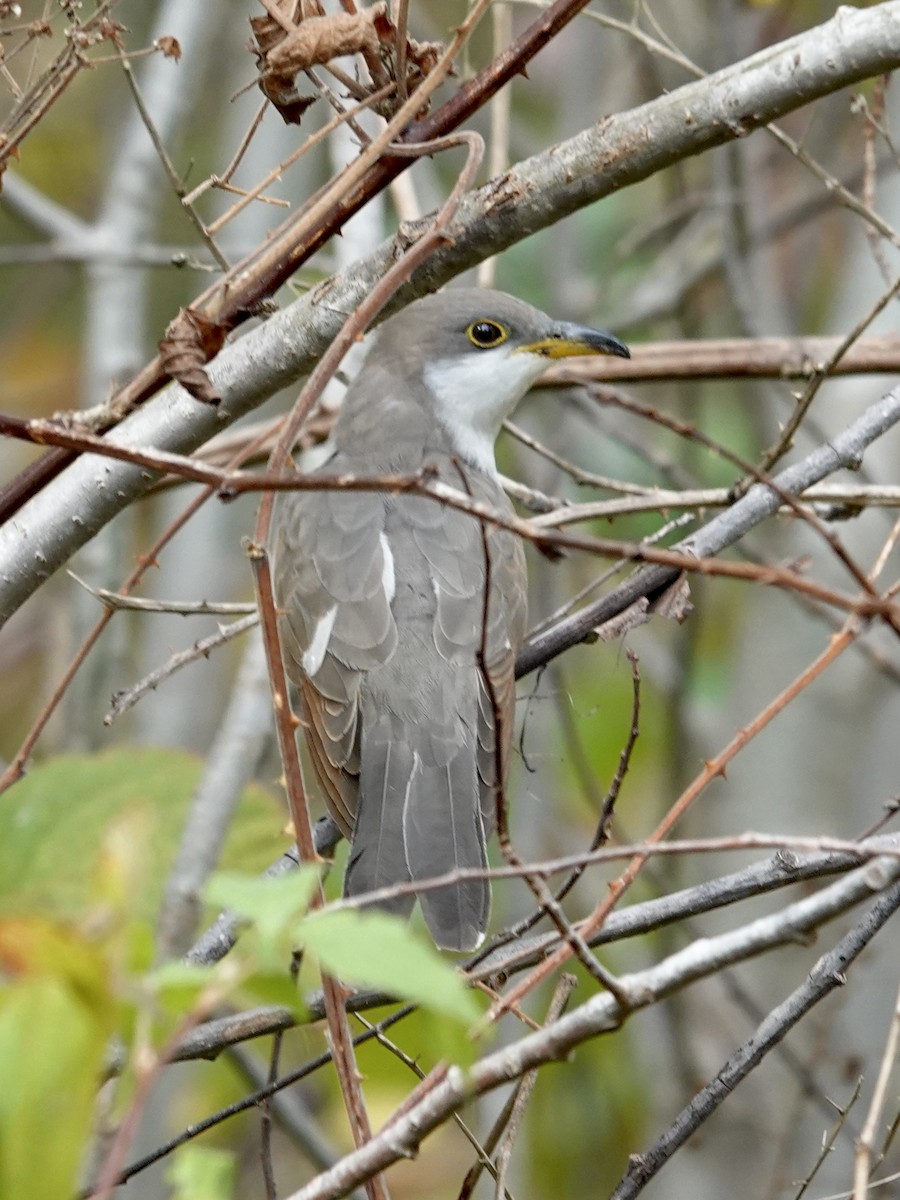 Yellow-billed Cuckoo - ML643648623
